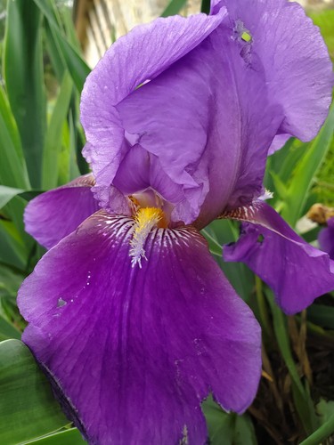 Purple bearded iris - iris, bulb