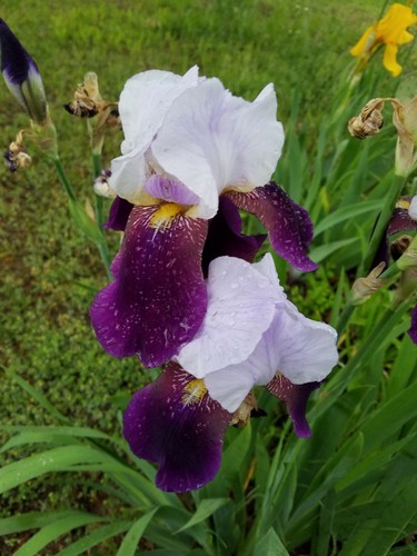 Mixed varieties colors - 5x,