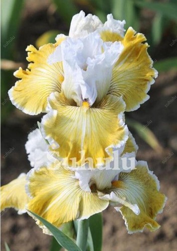 Seeds for yellow white - yellow/white, iris