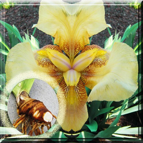Tall bearded iris yellow - ,