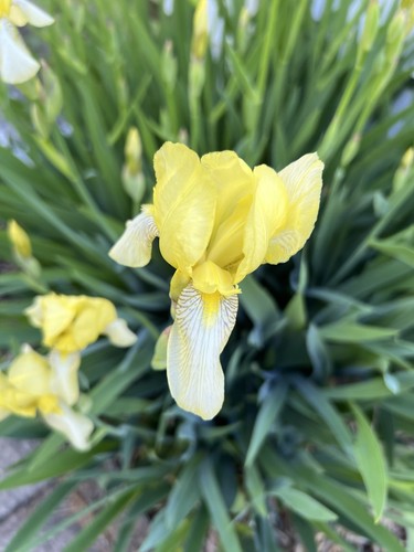 Heritage yellow bearded iris - heritage,