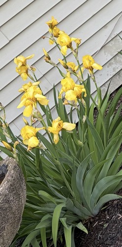 Beautiful light yellow bearded - light,