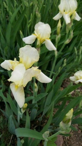 Early light yellow - light,