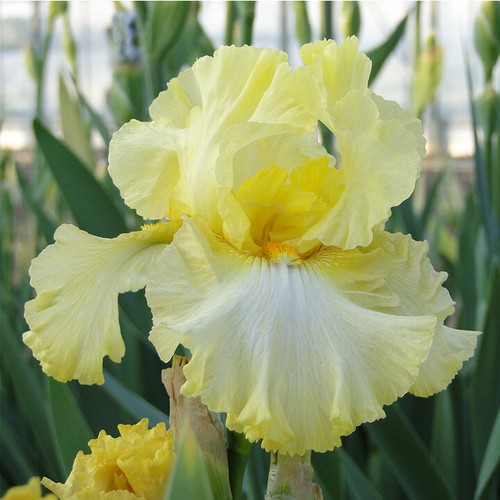 Tall bearded iris reblooming - bearded,